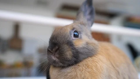 Closeup Head Of Funny Little Rabbit With Brown Fur Video stock 111427343