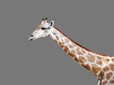 Closeup The Head of a Giraffe on Gray Background Stock Photos