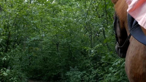 Closeup head of a horse walking on the background of trees and foliage. 4k. Stock Footage 112880122