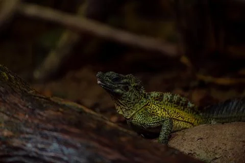 The closeup of head of Hydrosaurus commonly known as the Sailfin Dragons Stock Photos