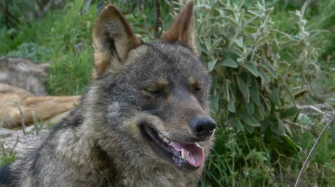 Closeup of the head of the Iberian wolf Stock Footage 35840751