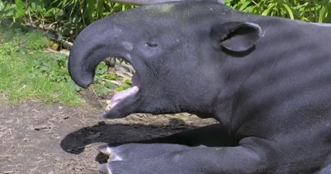 Closeup on the head of a malayan tapir that is chewing and yawning Video stock 268271622