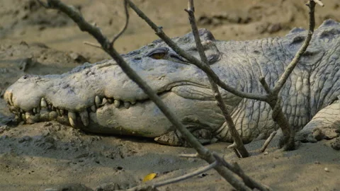 Closeup of head of massive saltwater croc in Sundarbans Stockbeeldmateriaal 238017868