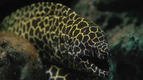 Closeup head of moray eel on coral reef. 스톡 동영상 158420984