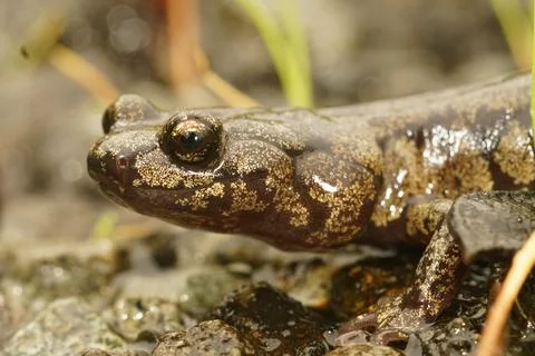 Closeup of the head of a nice colored Aneides ferreus , Clouded salamander Stock Photos
