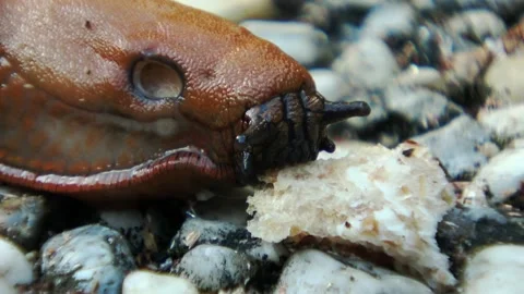 Closeup of head of the nudibranch  Stock Footage 168558329
