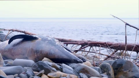 Closeup head with open mouth of died Dolphin washed up on rocks at sea beach. Stock-Footage 116368450