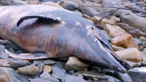 Closeup head with open mouth of died Dolphin washed up on rocks at sea beach. Stock-Footage 116660930