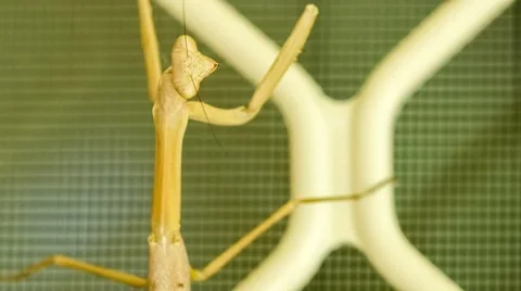 Closeup of head of purple-winged mantis, 4K 30p Stock Footage 59315083