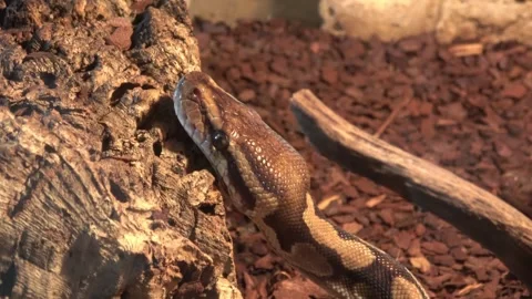 Closeup of head of the royal python or ball python Python regius Stock Footage 242312928