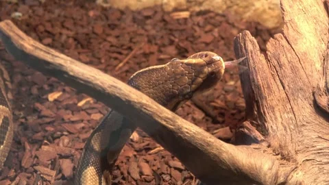 Closeup of head of the royal python or ball python Python regius Stock Footage 242482923