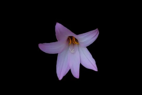 Closeup head shot of pink easter lily flower isolated on black background Foto stock