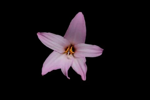 Closeup head shot of pink easter lily flower isolated on black background Foto stock