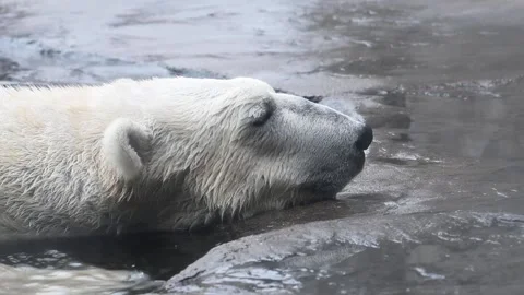 Closeup head shot of a Polar bear resting his head on the concrete 스톡 동영상 336759181