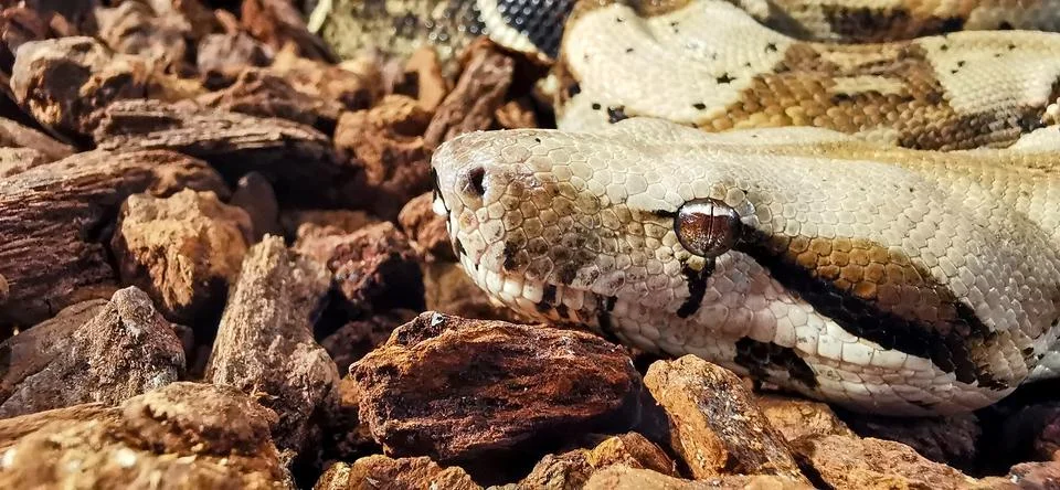 Closeup. Head of a snake Burmese python(Python bivittatus) 스톡 사진