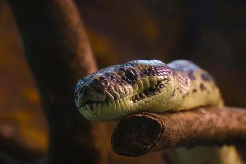 Closeup of the head of a snake on a tree branch Stock Photos