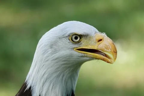 A closeup of a head of Southern Bald Eagle bird with a half-open beak on a Stock Photos