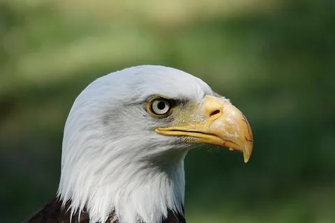 A closeup of a head of Southern Bald Eagle bird on a blurry green background Foto stock