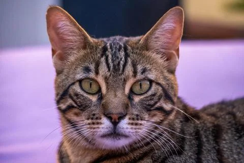 Closeup of head of tabby cat looking at camera on violet color background. Stock Photos