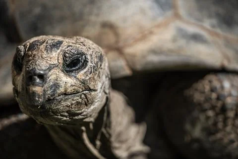 Closeup of the head of a tortoise under the sunlight with a blurry background Stock Photos