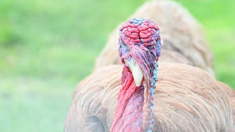 Closeup head of turkey at garden Video stock 119222035