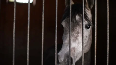 Closeup Head of White and Gray Horse in Neck Strap Standing at Fence Outdoors Stock Footage 239820987