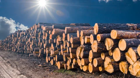 Closeup heap of pine log at the sunny day Stock Footage 155109096