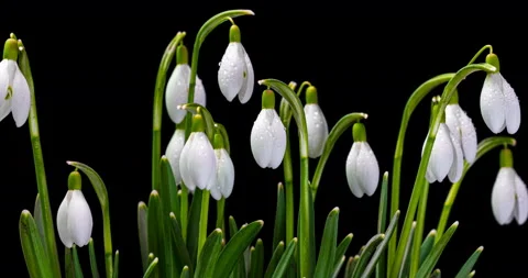 Closeup heap of spring snowdrop flowers and blooming on a dark background, time Stock Footage 126861469