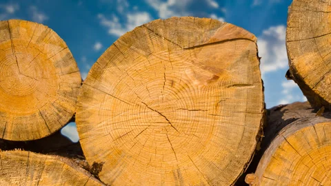 Closeup heap of tree trunk on blue cloudy sky background time lapse scene Stock Footage 253985417