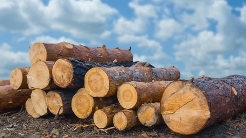 Closeup heap of tree trunk under blue cloudy sky Vídeos de archivo 256784560