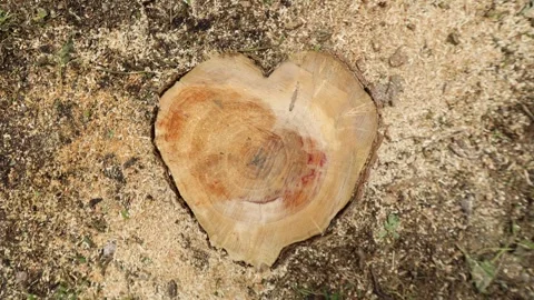 Closeup of a heartshaped tree stump in the forest with natural pattern and 스톡 동영상 276326786