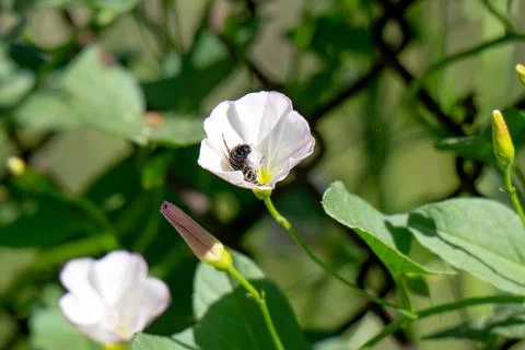 Closeup of hedge bindweed flower 库存照片