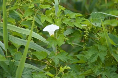 Closeup of hedge bindweed flower with selective focus on foreground Stock Photos