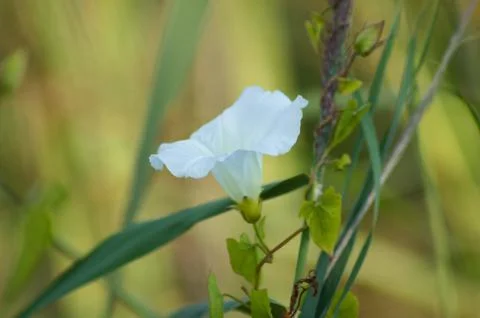 Closeup of hedge bindweed flower with selective focus on foreground Foto stock