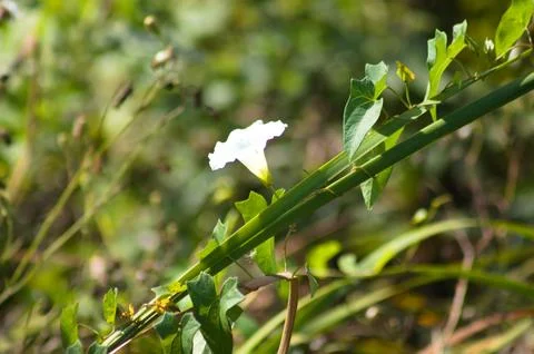 Closeup of hedge bindweed flower with selective focus on foreground Stock Photos