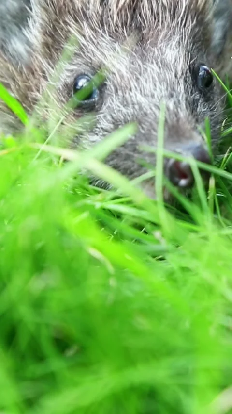 Closeup hedgehog sniffing through grass in daylight Stock Footage 320240900