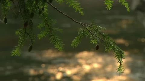 Closeup of Hemlock tree and River Stockbeeldmateriaal 21320000