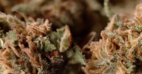 Closeup Hemp Flower, CBD and THC in Sativa Weed. Natural Medicine for healing Stock Footage 147946482