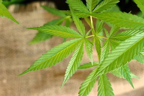 Closeup hemp leaf Photos