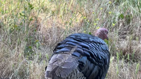 Closeup of hen turkey moving off to feed Stock Footage 315411388