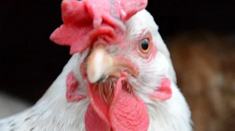 Closeup of a hen's head Stock Footage 52301337