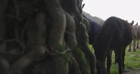 Closeup of herd of curious donkeys Vídeos de archivo 263158062