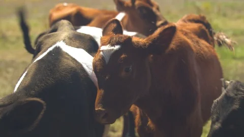 Closeup of a Herd of Holstein Calves Stock Footage 95765478