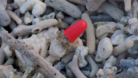 Closeup of hermit crab using rubbish red plastic cap as protective shell Stock Footage 304486742