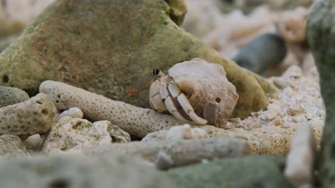 Closeup of hermit crab walking on stone beach Vídeos de archivo 236943419