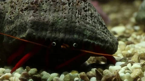 Closeup of hermit crabs socializing Video stock 75054783