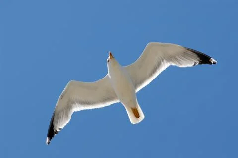 Closeup herring gull in fly Stock Photos