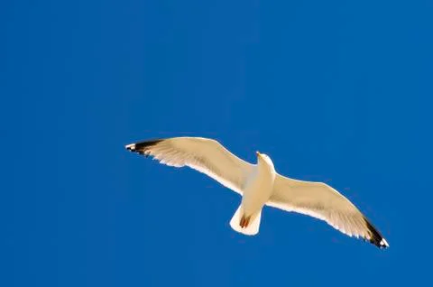Closeup herring gull in fly Stock Photos