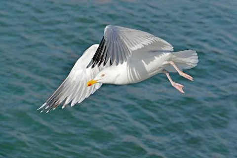 Closeup herring gull in fly Stock Photos