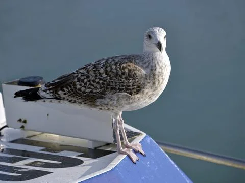 Closeup of Herring gull Stock Photos